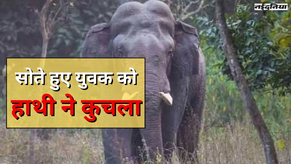 गहरी नींद में था युवक, हाथी ने जमीन पर पटका फिर कुचल कर मार डाला