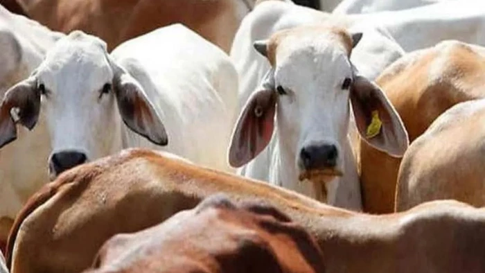 MP की 'महाकौशली' गाय बनी देश की 57वीं रजिस्टर्ड देसी नस्ल, 4 साल की रिसर्च के बाद मिली पहचान