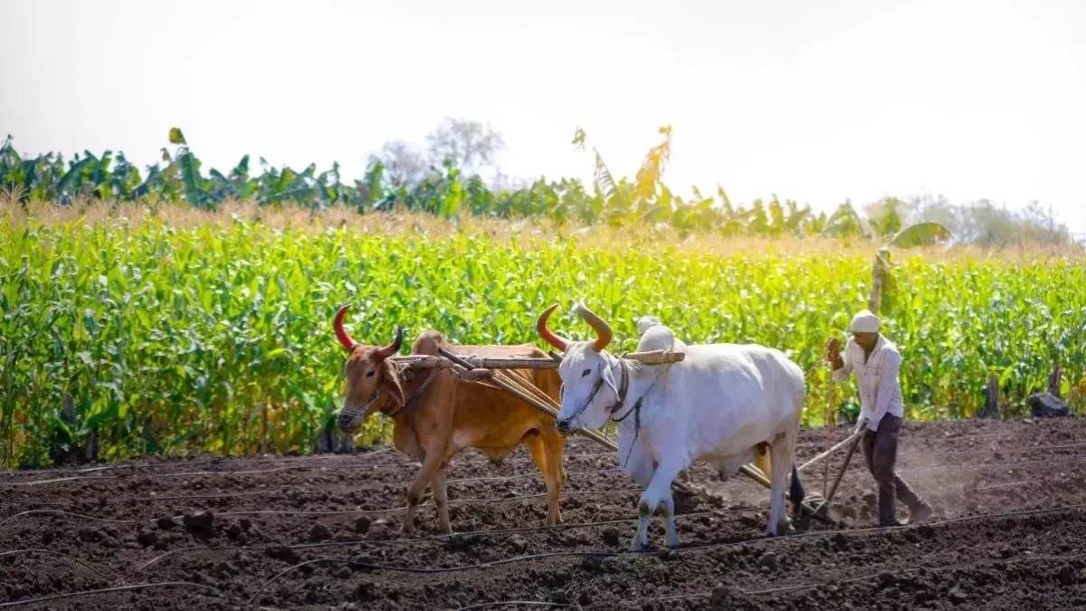 मध्य प्रदेश में 14 लाख बनाए मृदा स्वास्थ्य कार्ड लेकिन खाद के उपयोग में नहीं आई कमी