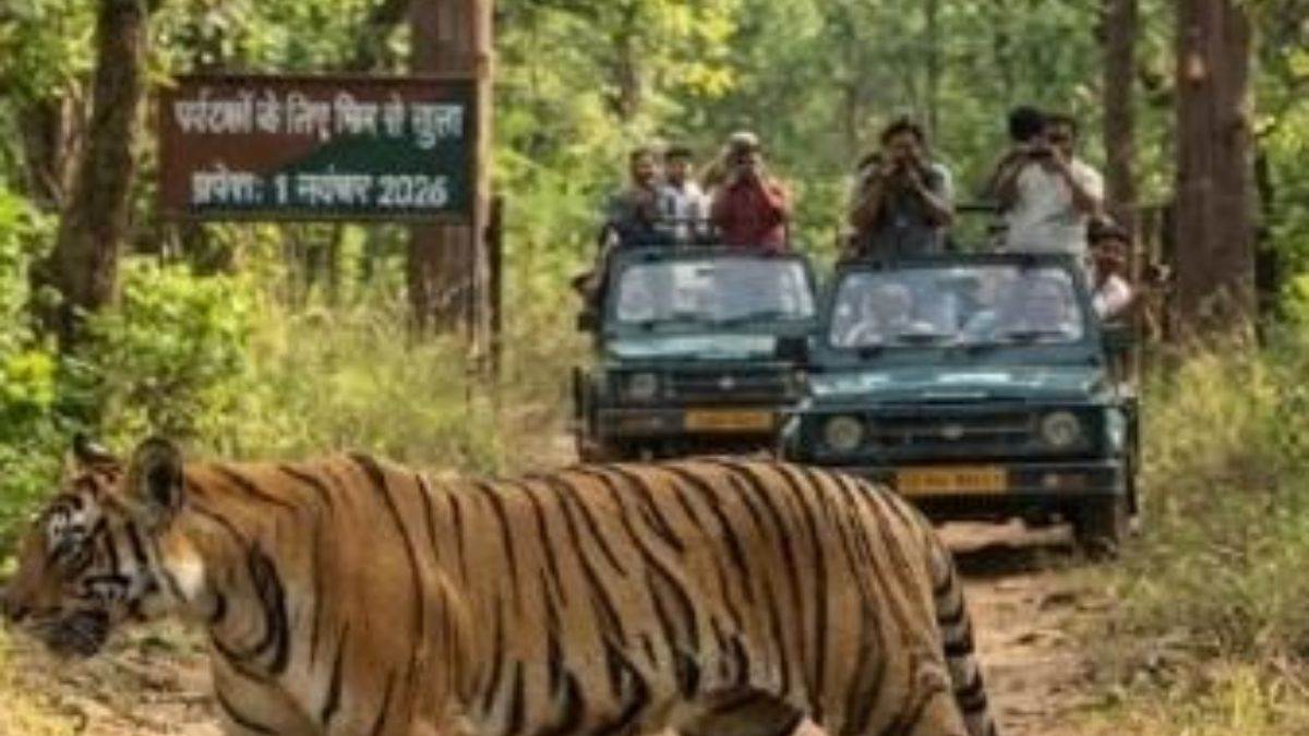 इंद्रावती रिजर्व में आठ बाघों की दिखी हलचल, बनेगा टाइगर मूवमेंट सेल