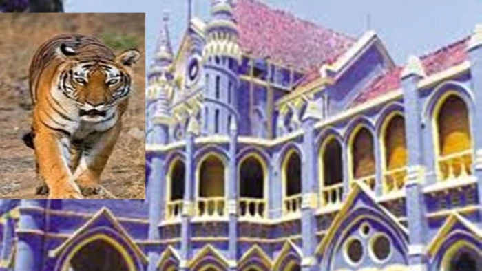 टाइगर रिजर्व में बाघों की मौत पर हाई कोर्ट सख्त, केंद्र और एनटीसीए से मांगा जवाब