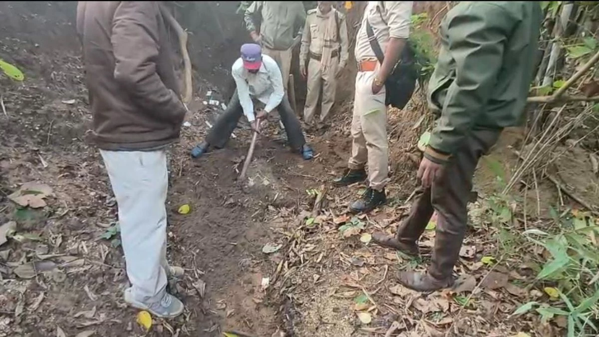 MP News: बाघ नाखून बेचने पहुंचे तस्कर पकड़े गए, आरोपी की निशानदेही पर जंगल से मिला कंकाल