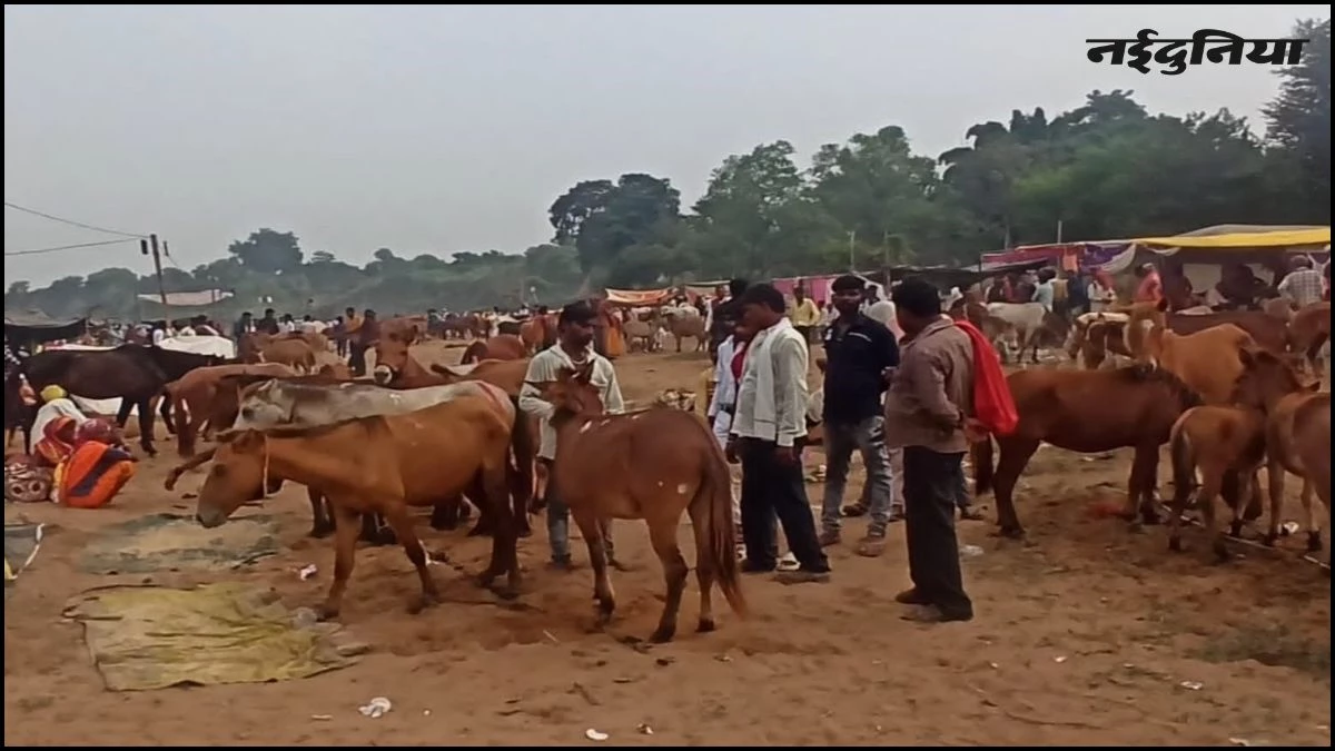 ‘शाहरुख’ की लगी सबसे महंगी बोली, 1 लाख 5 हजार में बिका ‘स्‍टार’ गधा, चित्रकूट का ऐतिहासिक गधा मेला शुरू...