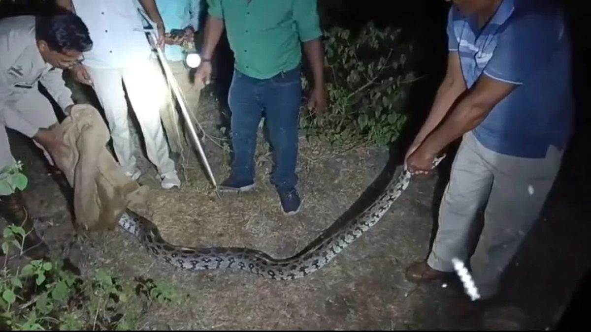 झाबुआ के देवल फलिया में दिखा 8 फीट लंबा अजगर, मचा हड़कंप, वन विभाग की टीम ने किया रेस्क्यू