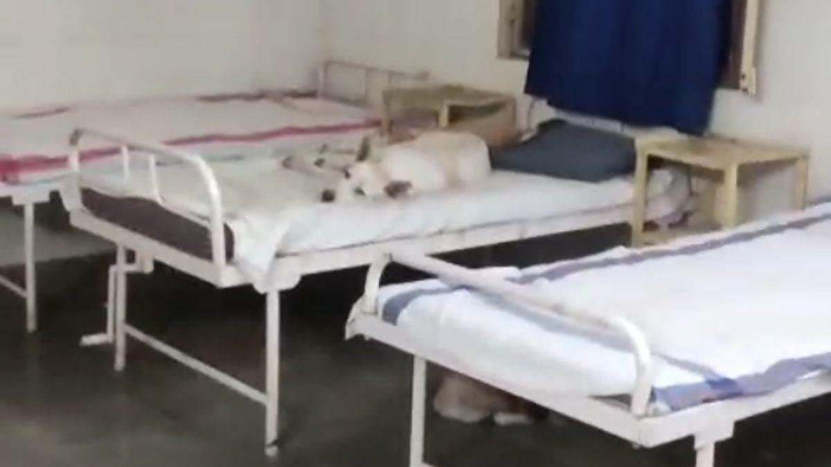 सरकारी अस्पताल में दिखा हैरान करने वाला नजारा, मरीजों की जगह बेड पर कुत्तों का कब्जा, बेखौफ कर रहे आराम