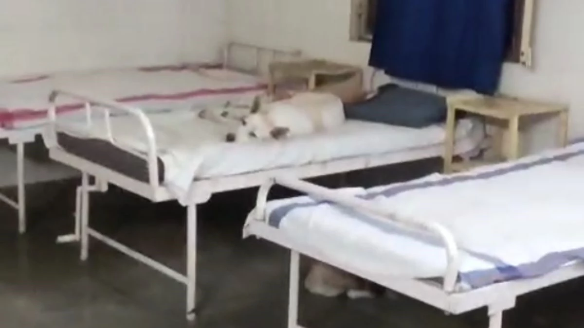 सरकारी अस्पताल में दिखा हैरान करने वाला नजारा, मरीजों की जगह बेड पर कुत्तों का कब्जा, बेखौफ कर रहे आराम
