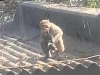 मनेंद्रगढ़ छत्तीसगढ़: पिल्ले के लिए जागा बंदर का प्यार, बना कौतूहल का विषय, देखें वीडियो