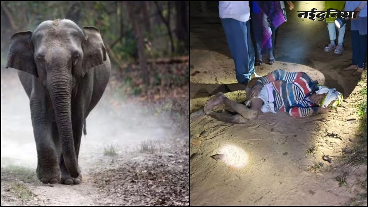कोहरे का फायदा उठाकर हाथी ने किया हमला, बलरामपुर में बुजुर्ग गंभीर रूप से घायल, वन विभाग की निगरानी पर उठे सवाल