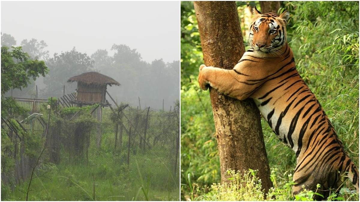 कान्हा टाइगर रिजर्व के पले-बढ़े 15 अनाथ बाघ अन्य टाइगर रिजर्वों की बढ़ा रहे शान