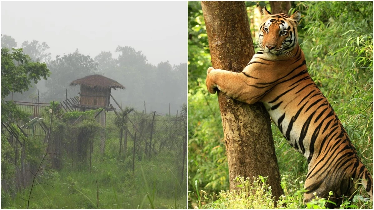 कान्हा टाइगर रिजर्व के पले-बढ़े 15 अनाथ बाघ अन्य टाइगर रिजर्वों की बढ़ा रहे शान