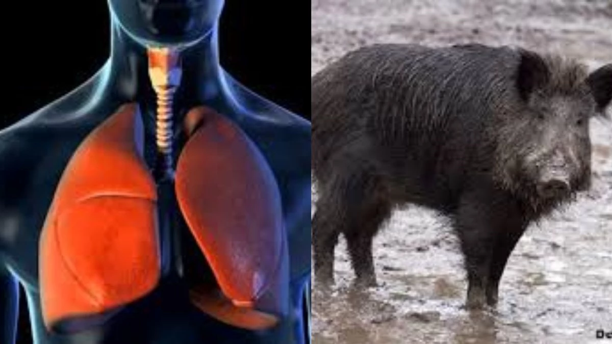 इंसानी फेफड़ों पर सुअरों के वायरस का वार! म्यूटेशन से बढ़ी चिंता, भोपाल के वैज्ञानिक तैयार करेंगे सुरक्षा ढाल