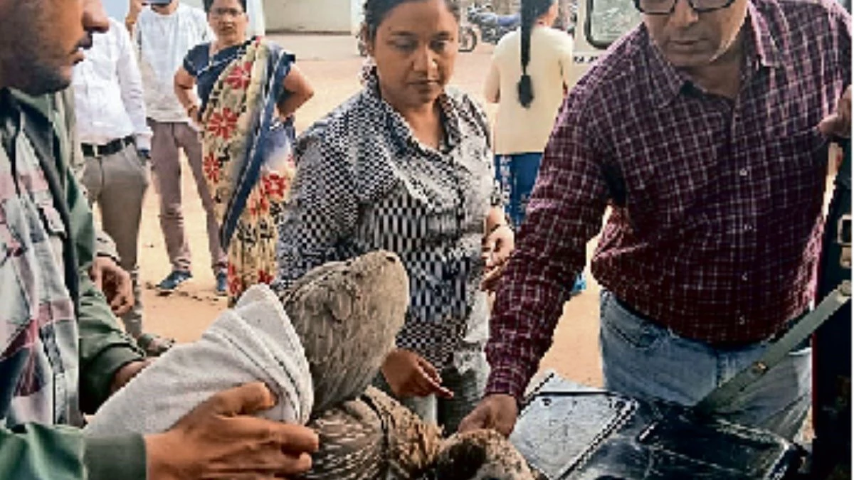 हिम्मत की उड़ानः महाराष्ट्र के ताडोबा अंधारी टाइगर रिजर्व से 400 किमी सफर तय कर पहुंचा बीमार गिद्ध