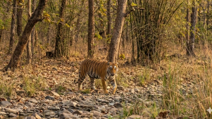 MP में बाघों की सुरक्षा पर संकट, 5 साल में 147 बाघों की मौत, 82 की जान आपसी संघर्ष में गई