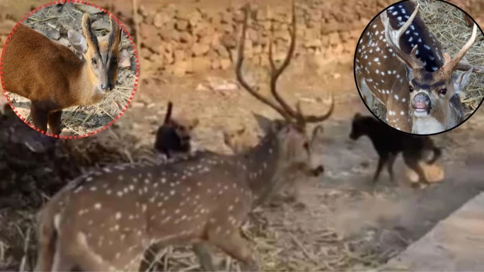 आवारा कुत्तों के हमले में हिरण प्रजाति के 15 वन्यजीवों की मौत, संजय पार्क तीन दिन बंद, डिप्टी रेंजर सहित चार निलंबित