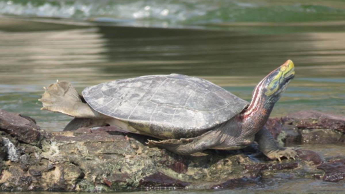 World Turtle Day 2023 Special:  कछुओं के लिए चंबल नदी स्वर्ग, लगातार बढ़ रहा विलुप्तप्राय ढोर व लाल तिलकधारियों का वंश