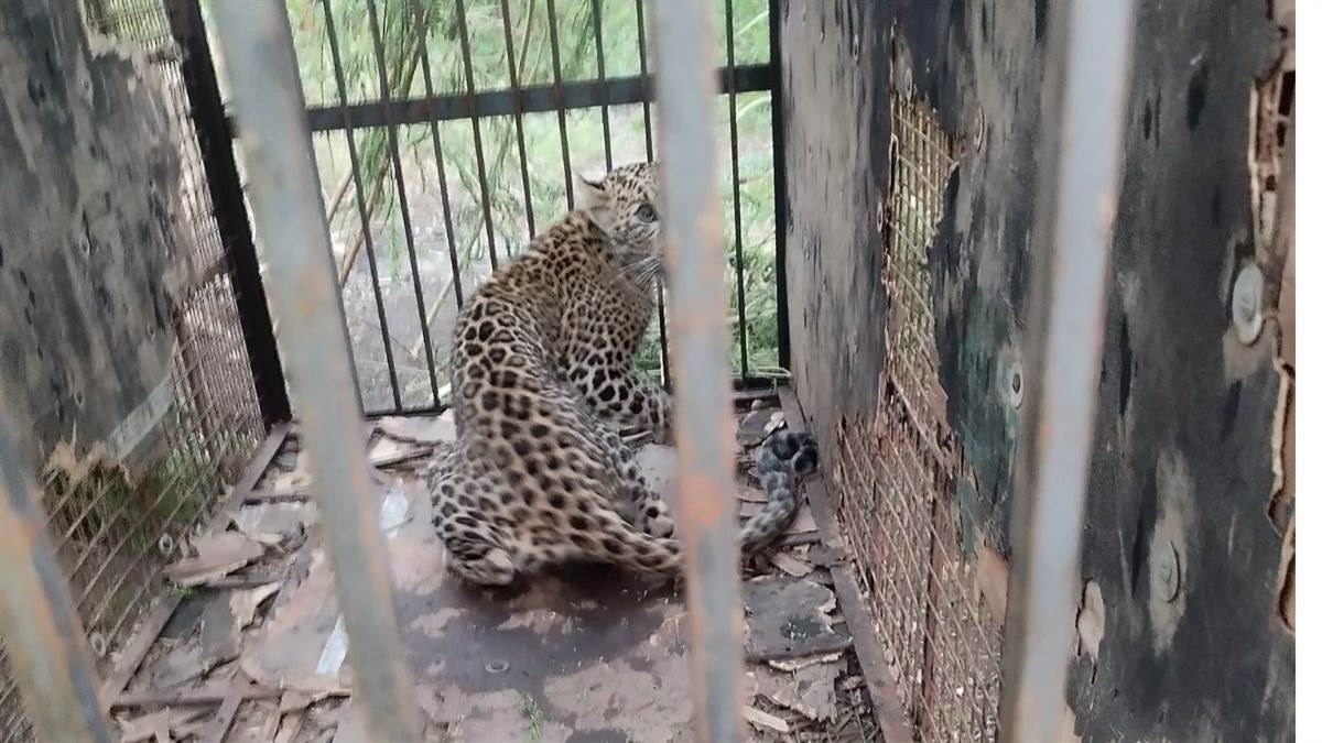 आलीराजपुर में विभाग की सुस्ती पर भारी तेंदुए का आतंक, पिंजरे में आया बच्चा, बड़ा तेंदुआ कर रहा बकरे-बकरियों का शिकार, ग्रामीणों में दहशत
