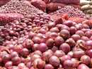 Onion Price Indore: जमीनी-आसमानी कीमतों पर लगाम के लिए इस बार खरीफ की प्याज का रकबा बढ़ाने की तैयारी