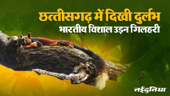 छत्तीसगढ़ के जंगल में हवा में उड़ती दिखी विशालकाय गिलहरी, पहली झलक ने किया हैरान; उदंती-सीतानदी टाइगर रिजर्व में दिखा अद्भुत नजारा
