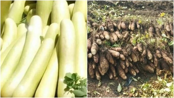 रतलाम की बालम ककड़ी और मालवी गराडू को मिला जीआई टैग, अब इंटरनेशनल मार्केट में बढ़ेगी इनकी मांग