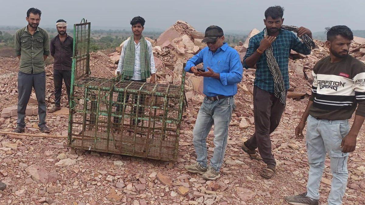 विदिशा के लहदरा गांव में तेंदुए की दस्तक से हड़कंप, मवेशियों के शिकार से सहमे किसान; पकड़ने के लिए मुस्तैद हुआ वन अमला