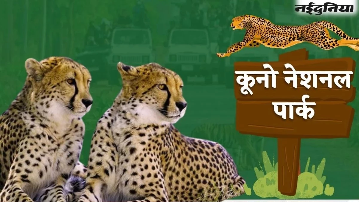 Kuno Cheetah: कूनो में बारिश से बढ़ी चीतों की मुश्किलें, पानी भरे गड्ढों-दलदली जमीन में फंसने का मंडरा रहा खतरा