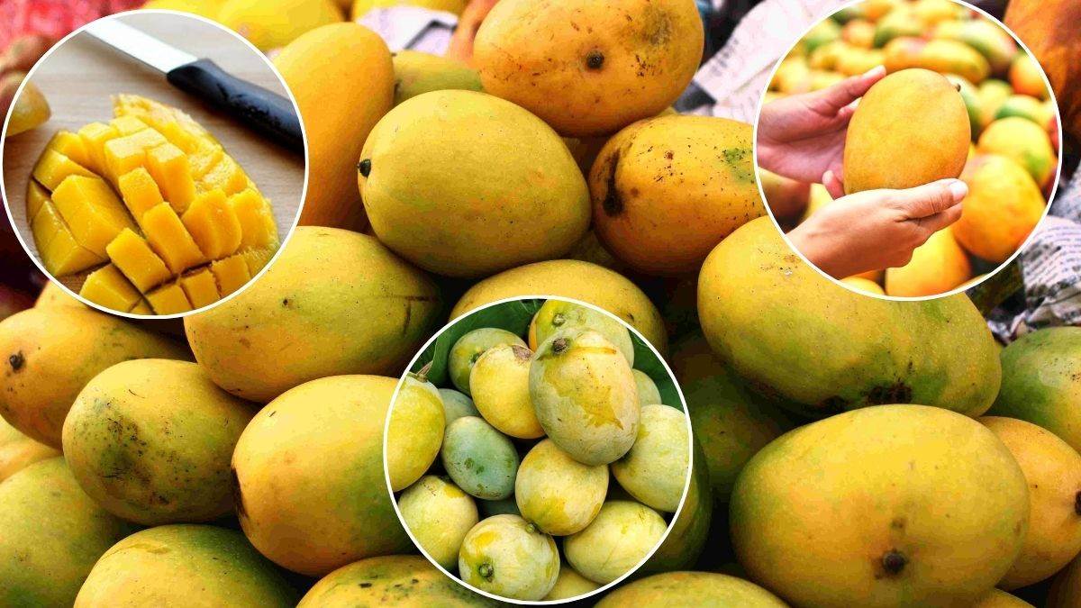 National Mango Day 2026 : पुडिंग कलाकंद से साल्सा तक, हर डिश में घुला फलों के राजा का जादू