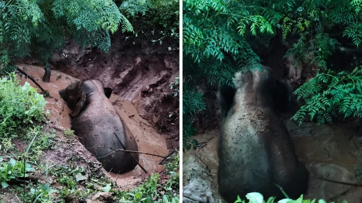 पानी भरे गड्ढे में गिरा हाथी, चिंघाड़ से गूंजा गांव...मची अफरा-तफरी, CG वन विभाग ने किया रेस्क्यू