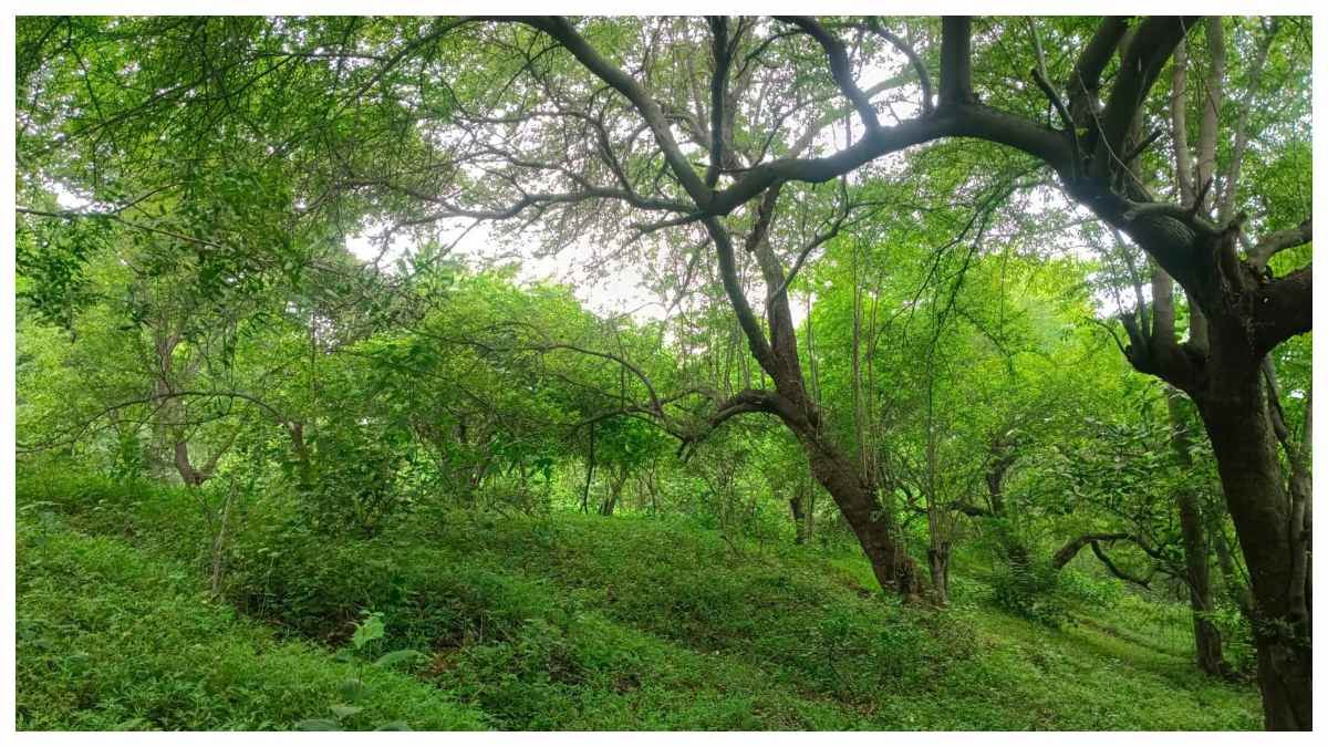 राखड़ बांध पर बना जंगल..एनटीपीसी बनाएगा कॉटेज, GGU की टीम करेगी रिसर्च तलाशेंगे जैव-विविधता के संकेत