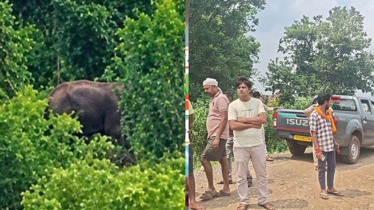 रीवा में 48 घंटे बाद 'भरत' का सफल रेस्क्यू, चार साथी हाथियों ने की थी मोर्चेबंदी, वन विभाग ने सबसे भरोसेमंद टीम को उतारा