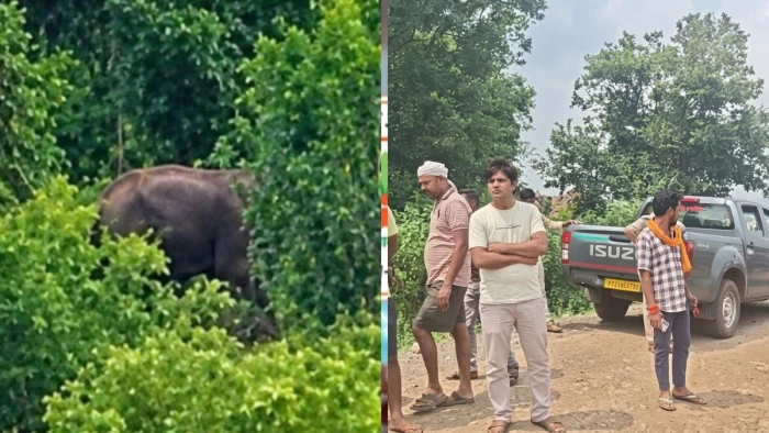 रीवा में 48 घंटे बाद 'भरत' का सफल रेस्क्यू, चार साथी हाथियों ने की थी मोर्चेबंदी, वन विभाग ने सबसे भरोसेमंद टीम को उतारा