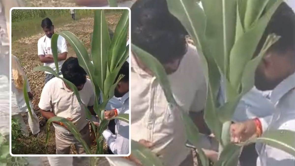 मुरैना में खेत-तालाब का बजट हड़पा, कागजों पर बने तालाब में उगाई बाजरा की फसल
