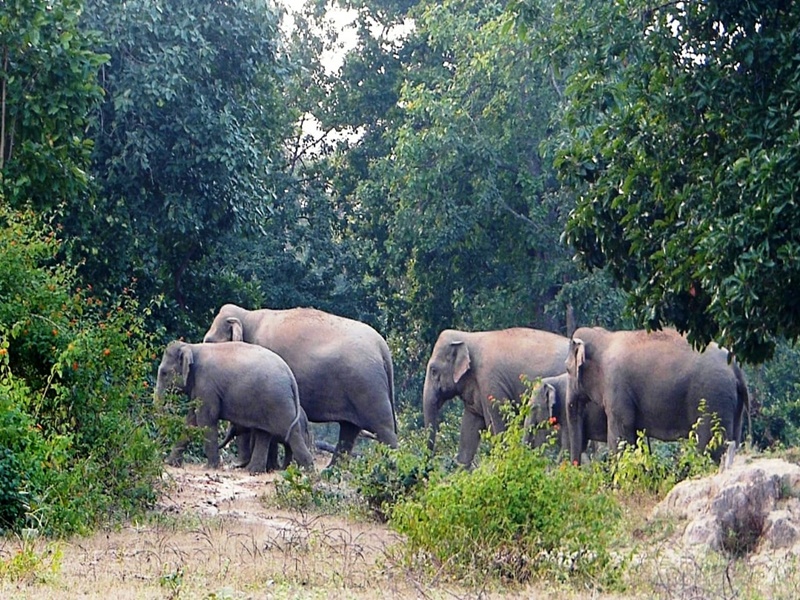 Chhattisgarh: A group of 50 elephants reached the fields adjoining the  village after leaving the sanctuary area too