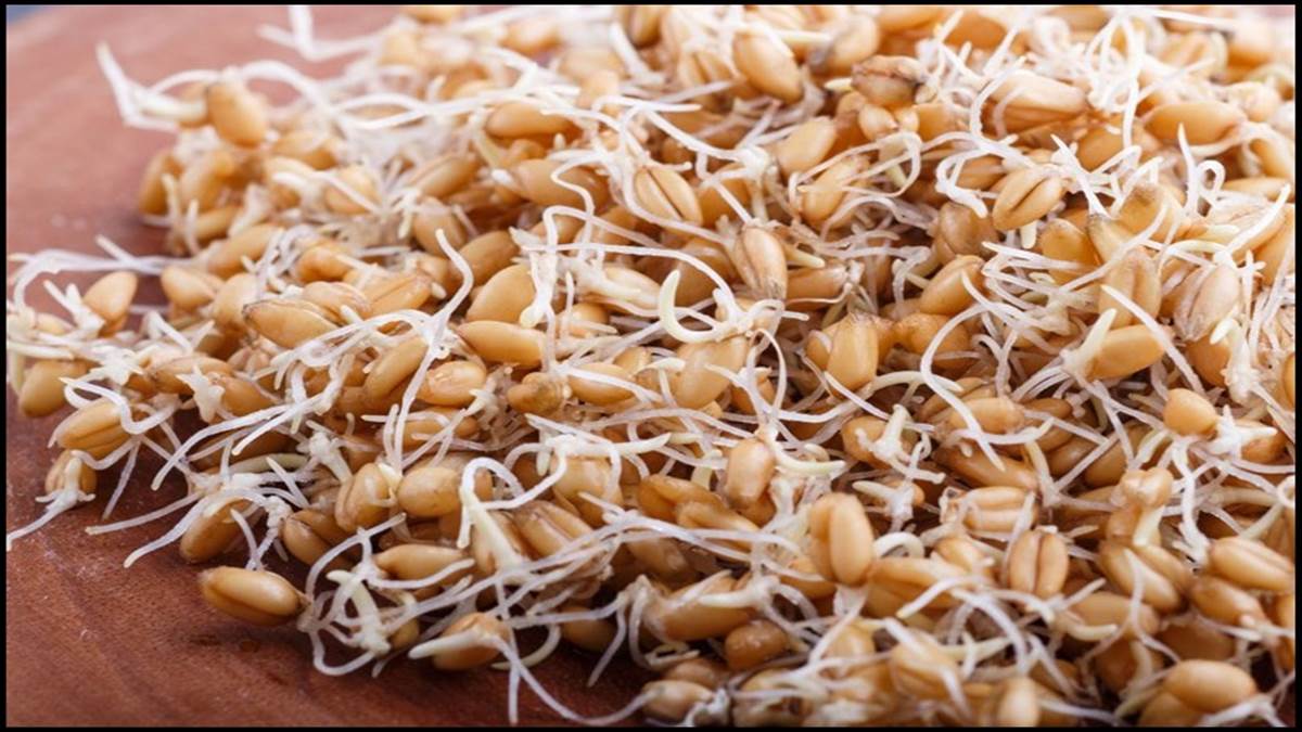 Wheat Sprouts Benefits: रोज की डाइट में शामिल करें स्प्राउटेड व्हीट ...