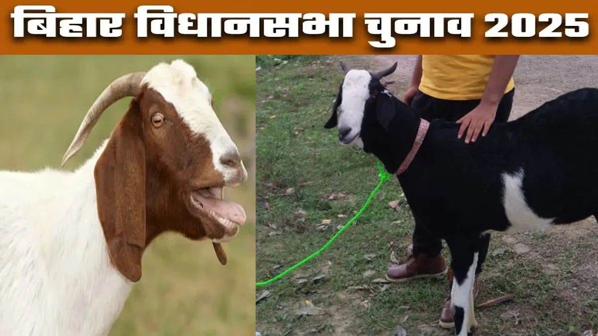 Bihar chunav 2025: बिहार की सियासत में बकरों की एंट्री, हरे पट्टे वाले बकरे की चर्चा ने बढ़ाई हलचल
