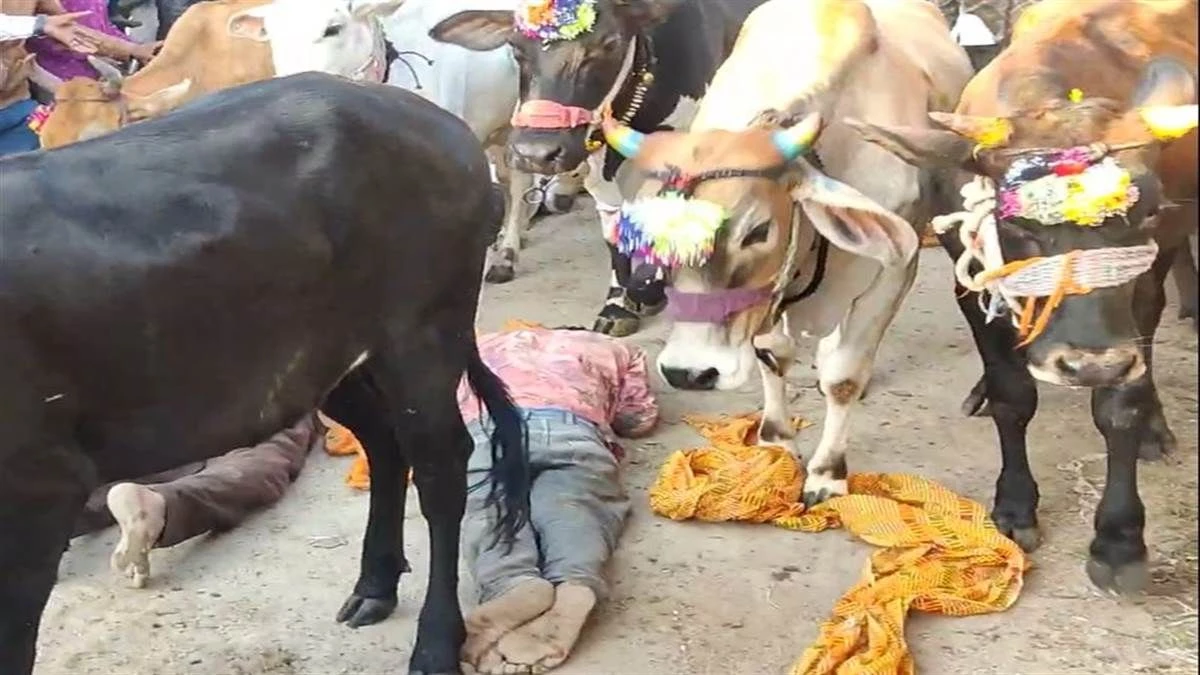 आस्था और परंपरा का संगम : MP के झाबुआ में धूमधाम से मना गाय-गोहरी पर्व, उमड़ी भारी भीड़