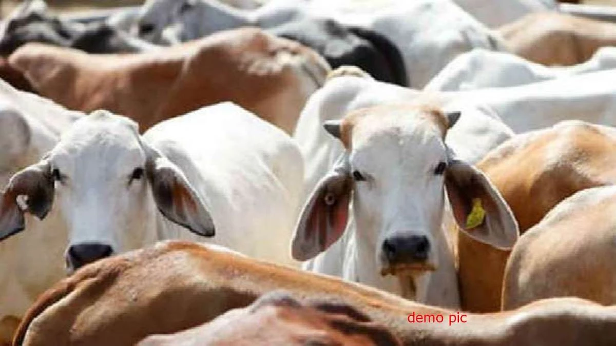 मप्र में गोवंश का अवैध परिवहन करने में जब्त वाहन छोड़ने का अधिकार अब कलेक्टर को