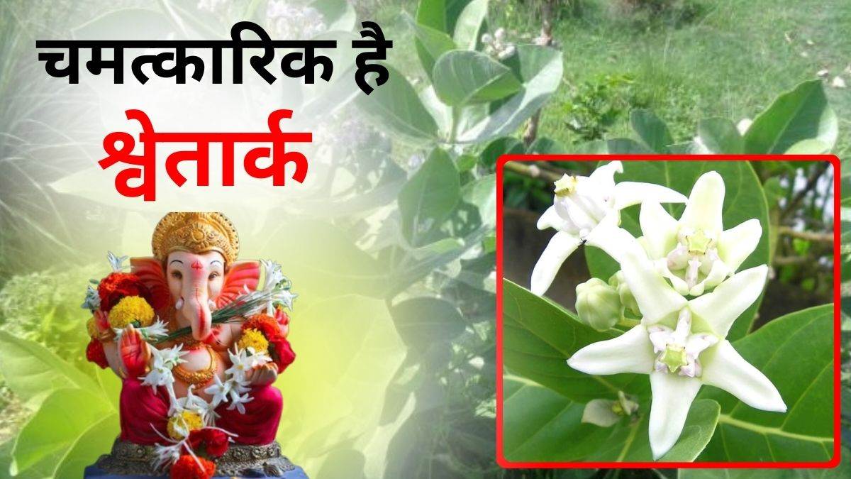सफेद मदार को घर में इस दिशा में स्थापित करने से गणेशजी होते हैं आकर्षक, दूर होंगे दरिद्रता सफेद मदार को घर में इस दिशा में स्थापित करने से गणेशजी होते हैं आकर्षक, दूर होंगे दरिद्रता