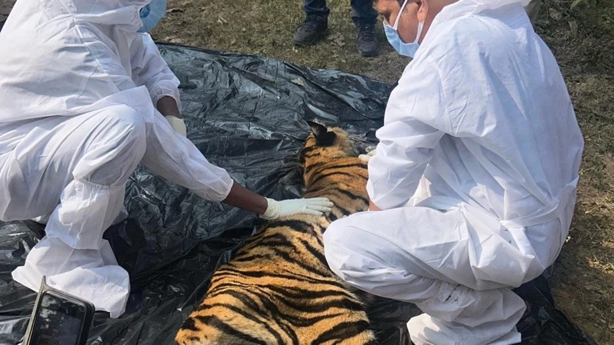 बांधवगढ़ टाइगर रिजर्व में बैठे-बैठे बाघ शावक की रहस्यमय मौत, दो दिन से रखी जा रही थी नज़र