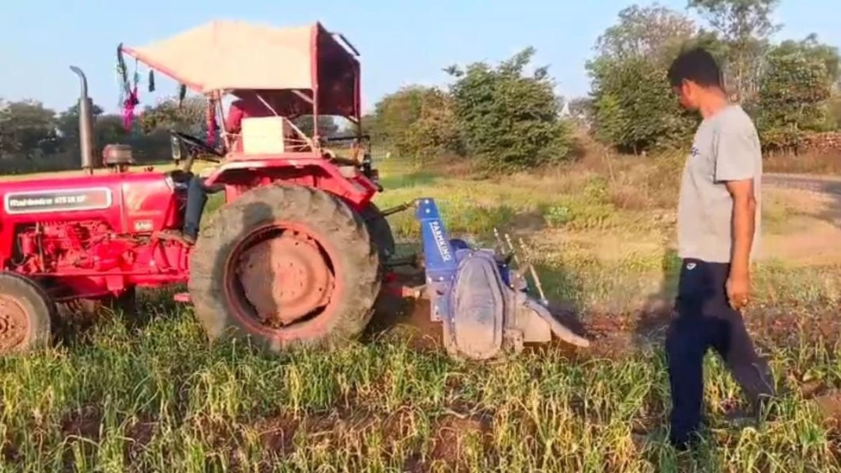 नीमच में प्याज के दाम लुढ़के, किसानों ने फसल हंकवाई और पशुओं से चरवाई; लागत तक न निकलने से नाराजगी बढ़ी