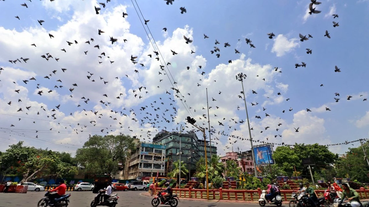इंदौर में कबूतरों की बढ़ती संख्या से फेफड़ों की घातक बीमारियों का खतरा