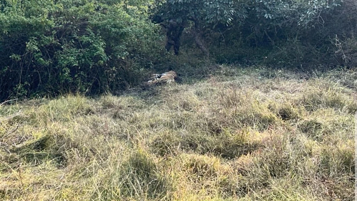 क्या बांधवगढ़ टाइगर रिजर्व में हार्ट अटैक से हुई बाघ की मौत?, बैठ-बैठे सिर नीचे किया और फिर नहीं उठा