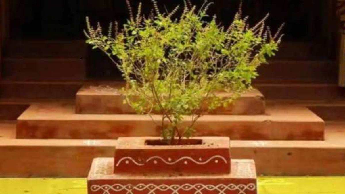 Tulsi Plant Symbol: तुलसी के गमले पर इन चिन्हों को बनाने से मां लक्ष्मी रहती है खुश