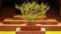 Tulsi Plant Symbol: तुलसी के गमले पर इन चिन्हों को बनाने से मां लक्ष्मी रहती है खुश