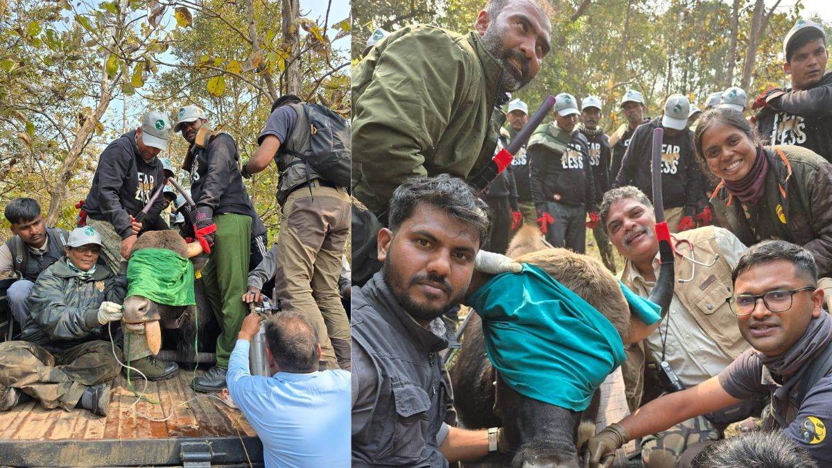 बांधवगढ़ टाइगर रिजर्व में गौर ट्रांसलोकेशन के दूसरे चरण की सफल शुरुआत