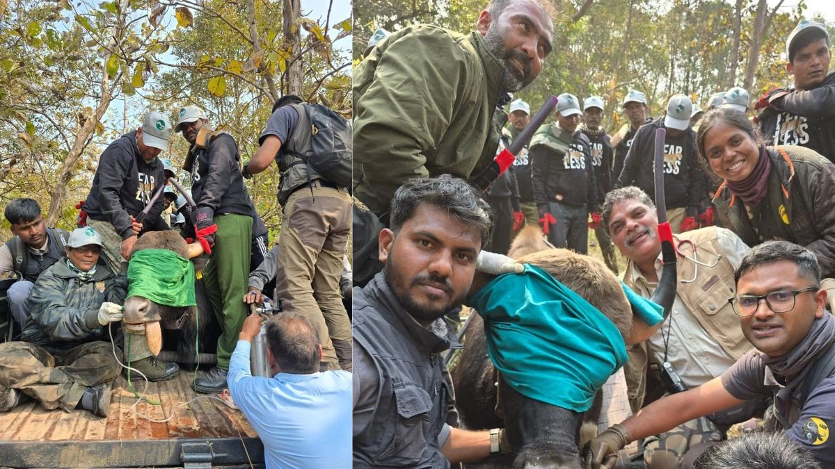 बांधवगढ़ टाइगर रिजर्व में गौर ट्रांसलोकेशन के दूसरे चरण की सफल शुरुआत