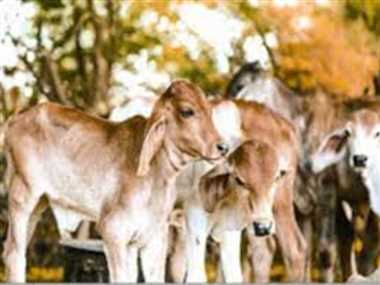 घुमका पशु चिकित्सालय में बीमार पशुओं के इलाज की व्यवस्था फेल