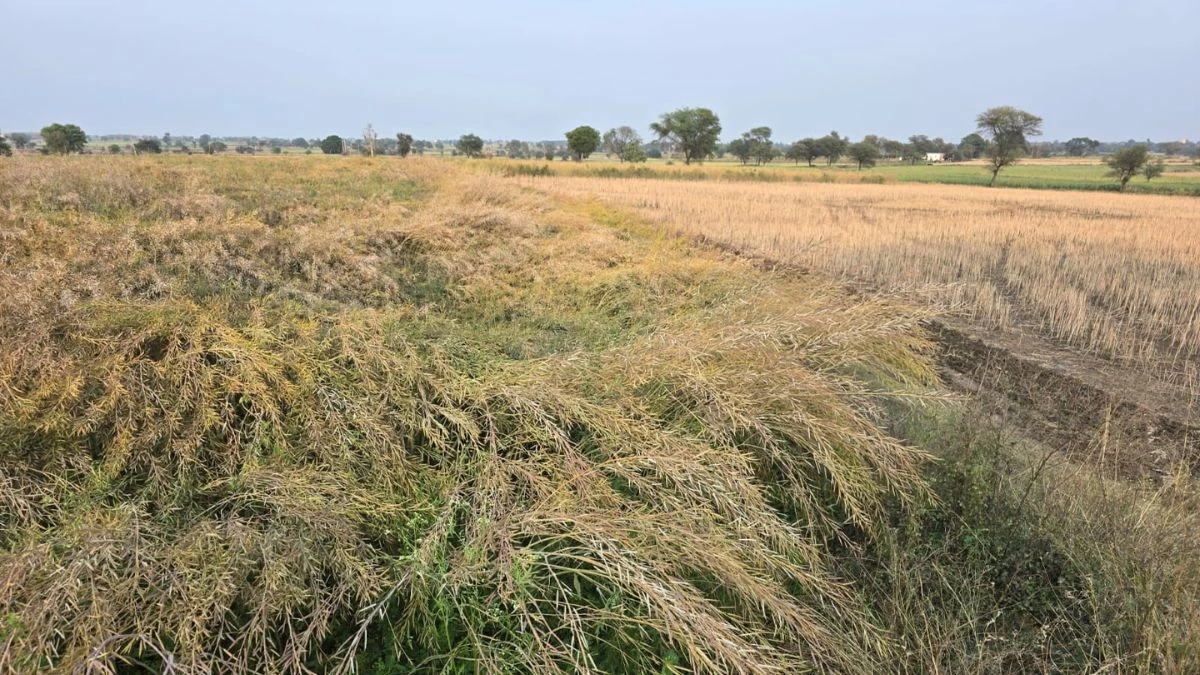 MP के शिवपुरी में प्रकृति का कहर... बेमौसम बारिश और ओलावृष्टि से सरसों-गेहूं की फसलें तबाह, किसान बेहाल