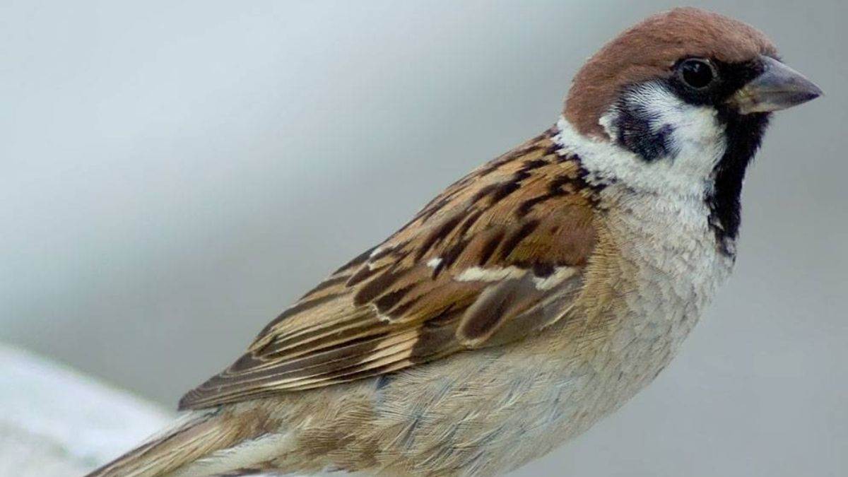 Shakun shastra: घर में गौरैया का घोंसला बनाना देता है खुशियों के संकेत, लेकिन इन पक्षियों का बसेरा लाता है दुर्भाग्य