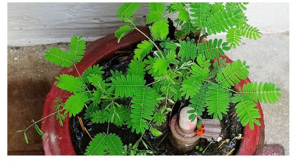 तुलसी के पौधे की तरह ही शुभ माना जाता है शमी, जानिए इसे घर में लगाने के फायदे एवं नियम