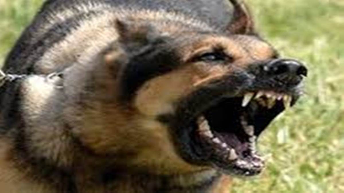 Jabalpur News : आवारा श्वानों के बधियाकरण में जमकर भ्रष्टाचार, एक ही ठेकेदार काे बार-बार ठेका